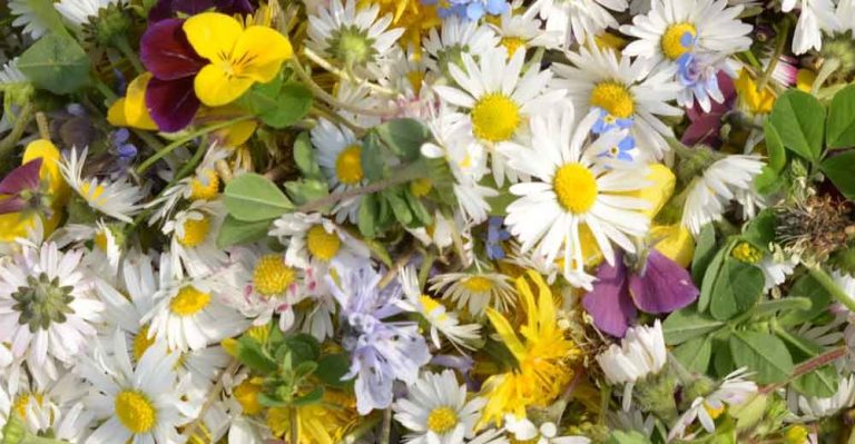 Besuchen Sie uns auf dem Markt
Donnerstag 12.3.2026
 Nachmittag ab 14.00 Uhr  Damme
Freitag 13.3.2026 ab 8.15  Bramsche